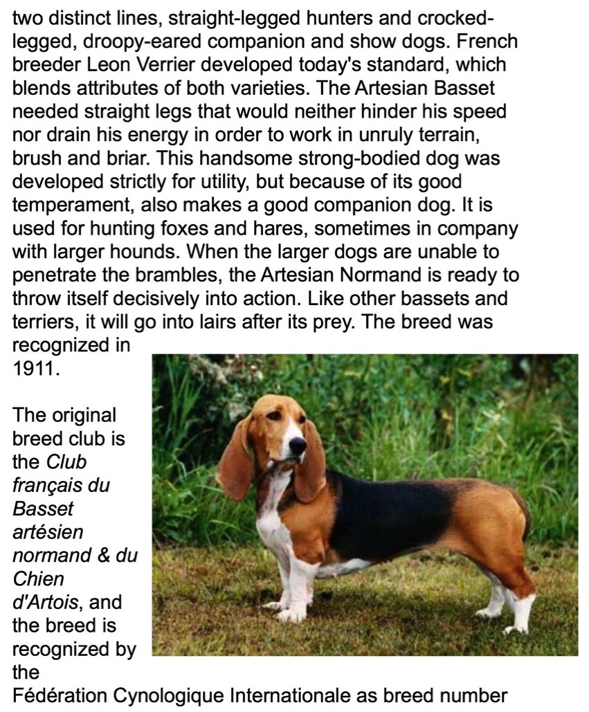 how do basset artesien normand hunt